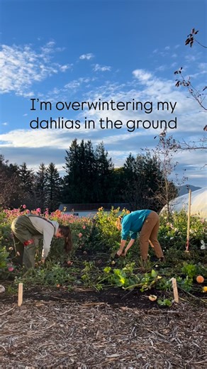 3.7K views · 291 reactions | I’m sick of digging tubers so I’m finding a better way… maybe. | Local Harvest Flowers | Facebook