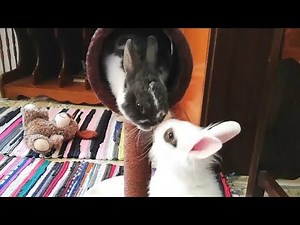 Conejos GRACIOSOS y CHISTOSOS jugando, Funny RABBITS, Cute BUNNIES.