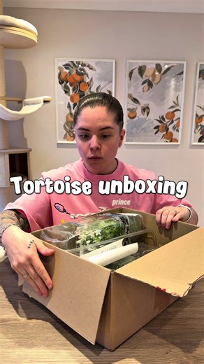 Discover Unique Gifts from Hever Tortoise World