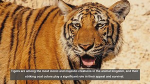 10 Fascinating Facts About Tiger Coat Colors