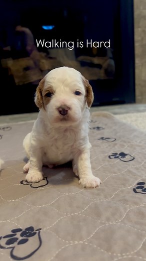 Learning how to use your legs is no easy task when you’re nearly 3 weeks old 😆 #minicavapoopuppy #minicavapoo #minicavapoobreeders #minicavadoodlepuppy #minicavapoos #walkingishard | Spiess Family Breeders Mini Cavapoos