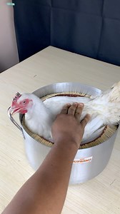 Match Sticks Pot Vs Chicken | BuceeBangs