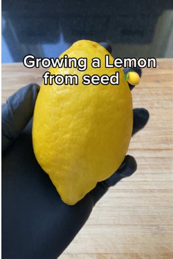 Starting a lemon plant from seed 🍋 Let’s see if it grows 🌱 Tip: For faster germination, soak lemon seeds overnight before planting to help soften the seed coat. #HomeGarden #seeds #growfood #lemons #gardenhacks