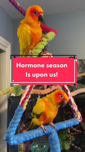 It’s hormone season oh no! So what can you do? Reduce the amount of light your parrot gets, using an avian bulb and curtains (or a cage cover) to mimic the winter month hours can help with hormones as birds can tell when it’s breeding season based on light! Make sure your birds are getting adequate sleep, tired parrots are cranky parrots! Reduce the amount of super nutrient rich chops, and make chop chunks bigger. Making a paste, or very fine chop can sometimes mimic regurgitated food. Take away