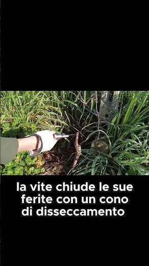 Come tagliare correttamente le viti | GUARDA IL VIDEO COMPLETO