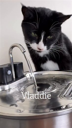 Not to compare..... Fitz vs Vladdie..... drinking edition.... Just a bit of a difference eh? 😂 #waterfountain #cutecat #sillycat #pawdrinking #petfountain #kittyspout #waterfountains | Fitzcapades