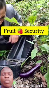 Fruit 🍓 Security 😂😂😂😂 #fbreels #fbreelsvideo #goviral | IgbohoConnect Online