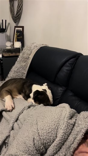 Its a hardlife being a pregnant bella bulldog