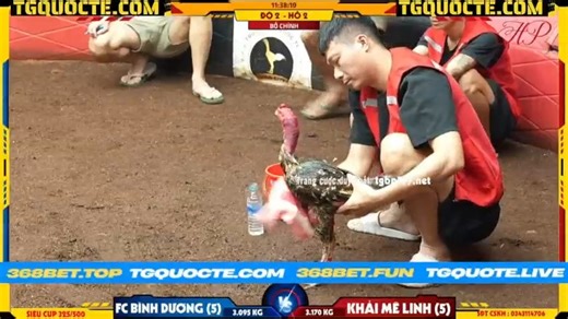 MÀN SO TÀI KHÔNG THỂ NÀO HẤP DẪN HƠN GIỮA HAI IDOL NGÀY HÔM NAY THẬT SỰ QUÁ HẤP DẪN ANH EM Ạ VIDEO ĐỘ 1 VS 2 CHO ANH EM XEM NHANH TAY TRUY CẬP VÀO LINK : https://t.me/tggoldcity999 | Trường Gà Quốc Tế Gold City Cpc