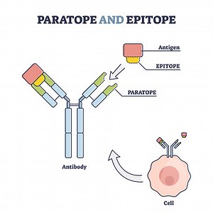 Paratope and epitope antibody binding regions with foreign body...