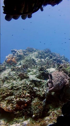 Visitors in Another World: Coral Landscapes & Barracuda in Cozumel | Cozumel Live 247 Mexico