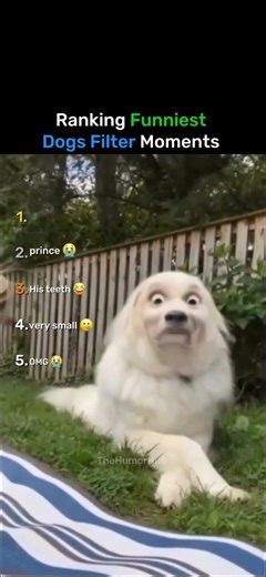 Ranking Funniest Dogs Filter Moments 😂 🐕
