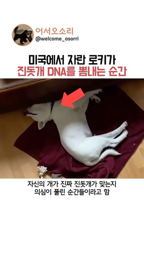 미국에서 자란 로키가 진돗개 DNA를 증명한 순간