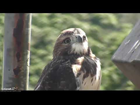 Red-tailed Hawk Fledgling Perches For A Close Up – July 15, 2019