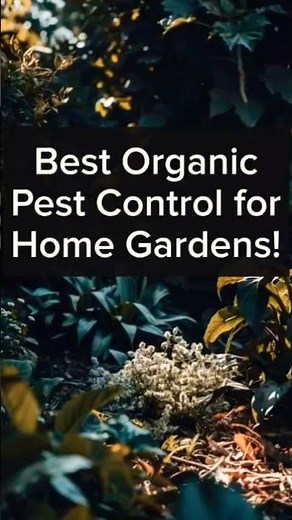 Best Organic Pest Control for Home Gardens | Safe, Natural & Effective!