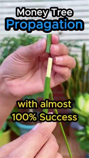 Easy MONEY Tree Propagation for Beginners!