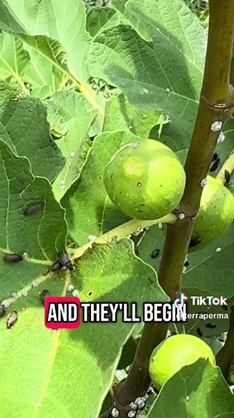 Growing Fig Trees in Florida: Tips and Techniques