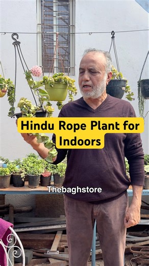 Hindu Rope Plant for Indoors in Bangalore | Nursery near me