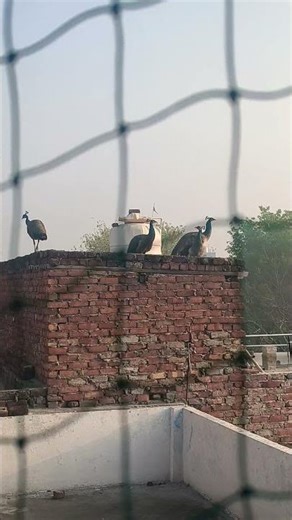 Hit Machine ‪@TonyKakkar‬​ is back with his new single ‘Dheeme Dheeme’ featuring the sensational