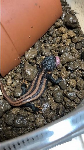 コイチョウイボイモリ Red-tailed knobby newt / Tylototriton kweichowensis #shorts