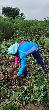 🌿 VIDA NA ROÇA: COMO PRODUZIR POLVILHO DE FORMA ARTESANAL 🌿