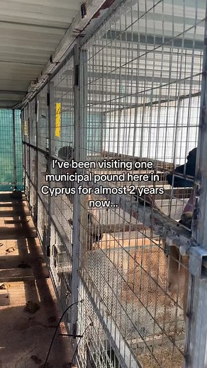 For almost two years, we’ve been visiting a municipal pound here in Cyprus - one that most people don’t even know exists. Recently, we discovered even more pounds under the same municipality. No regular volunteers. No exposure. No one fighting for them but us few volunteers. They live in heartbreaking conditions, but still show love to anyone who gives them a moment of kindness 🐾💔 This is the start of a new series: The Unseen Dogs of Cyprus. We’ll share the stories of the dogs trapped in these