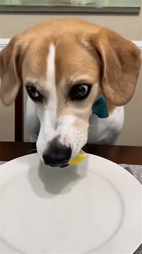 Dog Tries Lemon for the First Time 🍋😂 | Funny Reaction Caught on Camera