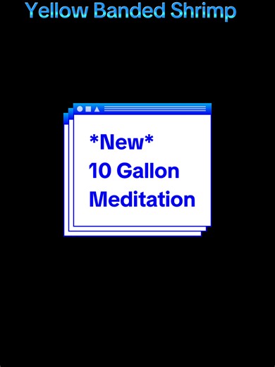 introducing the new 10 gallon tank! neon tetras are so cool to watch #aquarium #fishtank #fish #fyp #shrimp #calming #animals #neontetra #neocaridina #mysterysnail #aquaticsnails #snails