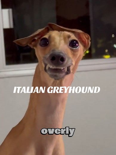 Let me introduce you to the Italian Greyhound dog #italiangreyhound #italiangreyhoundpuppy