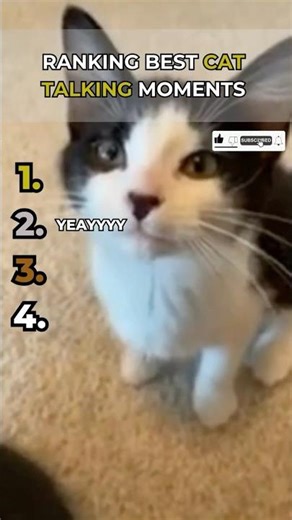 Ranking The Funniest Talking Cat Moments Ever! 😹