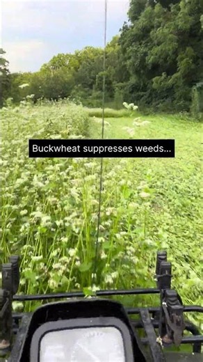 I Planted This Cover Crop Just to Destroy It
