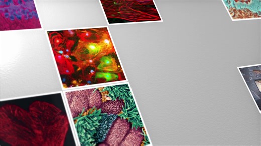 Discover why Stem Cell Reports, ISSCR’s open-access journal, is a trusted voice in stem cell science. With rigorous peer review and global editorial expertise, the journal is run by scientists, for scientists. Submit your work and share your research with the right audience. Learn more 👉 https://bit.ly/47WgkeW | International Society for Stem Cell Research