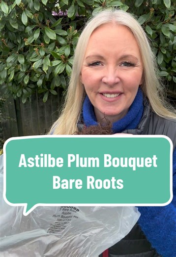 Astilbe Plum Bouquet: Stunning Summer Blooms