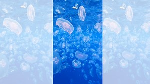 Pretty Jellies: Ocean Glow