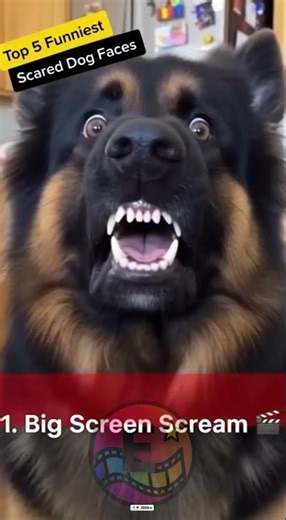 Rating the 5 Most Meme-Worthy Scared Dog Reactions! 🤣