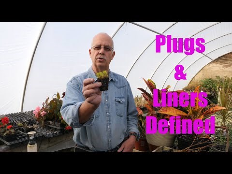 Plugs and Liners Defined