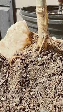 11-Month Update on The Root-Over-Rock Willow-Spirit