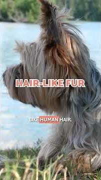 5 Interesting Facts about Yorkshire Terriers 👌🏼