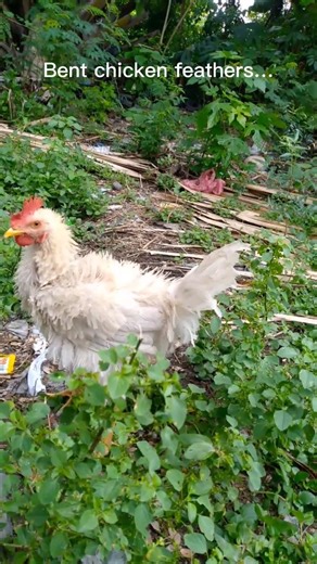 Bent chicken feathers | donge blogs