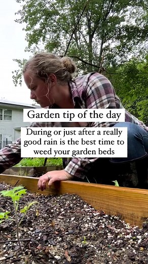 The best time to pull weeds is during or right after a good rain. Pulling weeds in dry tough soil usually means you’re breaking off the top half while leaving the root still in the ground. When the soil is wet you can usually pull the entire plant, root and all right out without any struggle. I usually try to pick weeds as soon as I see them but after a few days of rain or when life gets busy they start to pop up quickly. Mulch is a great option to prevent weeds. I like to take grass clippings t