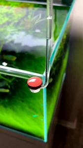 How do plants look this good 💚 because of CO2 injection #water #plants #fish #hobby #aquarium #fyp #reels #viral | Aquatic Wonders Hub