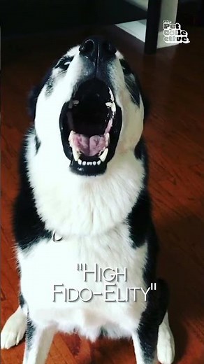 Most Dramatic Pets EVER! | The Dorky Awards