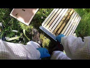 How to do a Frame Transfer to make Queen cells and Pyramiding Brood