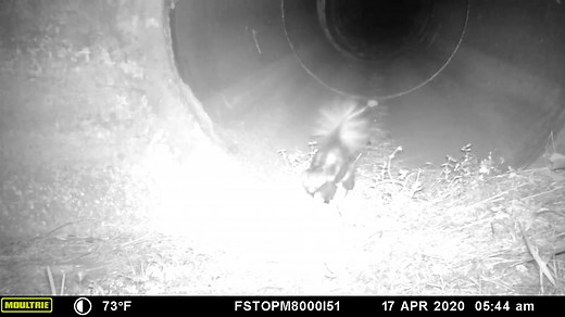 5.2M views · 177K reactions | STINKING CUTE 令: MyFWC Florida Fish and Wildlife says trail cameras were recently set up across Florida to help biologists learn more about skunks — turns out they can do handstands! (: FWC) | WCTV.tv | Facebook