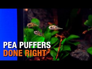 Why Most Pea Puffer Tanks Fail | How to Do It Right