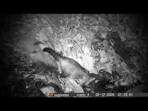 Crab-eating Raccoon at Night | Procyon cancrivorus in Loros Wildlife Sanctuary