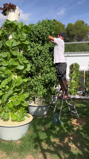 116K views · 7.8K reactions | Even ancient egyptians used basil in the mummification process #basil #history #herbs #verticalfarming #aeroponics #towergarden #herbgarden #verticalfarming #hydroponics #farming | Agrotonomy Tower Farms | Facebook