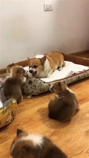 A dog mama gets angry with her puppies, giving them a strict warning while keeping a watchful eye
