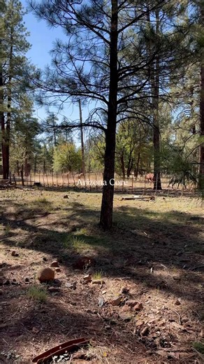 No one does it like Arizona. #PrescottWesternHeritageCenter #BootsontheRow #WesternHeritage #PrescottHistory #ThenVsNow #Montezuma #BootsontheRow #OldWest #AmericanWest #WesternTradition #CowboyCulture #ArizonaHistory #LivingHistory #WesternLifestyle #HistoricPrescott #PrescottAZ #OnlyInPrescott #PrescottStrong #ArizonaLife #ArizonaHighways #HistoryLovers #MuseumLife #WesternArt #ExploreTheWest #KeepTheWestAlive @prescottaz_365 @experienceprescott @prescottfoodtour @prescottgoodeats | Prescott W