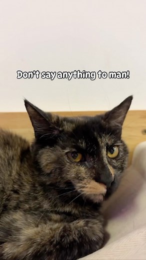 📣 Introducing Bernadette, a polydactyl and tortoiseshell cat who is as loving as she is beautiful! 🐾 She adores being petted, but it’s a special privilege reserved only for the chosen ones she has handpicked. 😻 With her introverted nature, Bernadette is longing for a forever home where she can find solace and love. It breaks our hearts that Bernadette hasn’t received any adoption applications yet. 😔 This sweet fur baby is just 5 months old and deserves a warm and loving family. 🏠 We invite 
